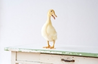 Picture of Pekin Duckling on table