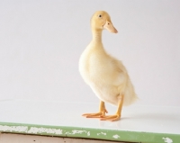 Picture of Pekin Duckling