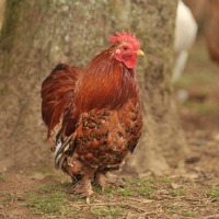 Picture of peking bantam