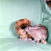 Picture of pekingese and rabbit looking at each other 