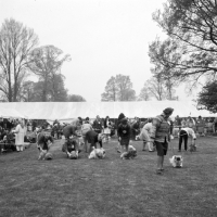 Picture of pekingese and show rings at WELKS show 1967