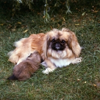Picture of pekingese bitch with a young puppy