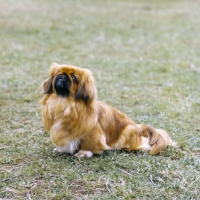 Picture of pekingese film star on grass