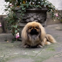 Picture of pekingese looking at camera