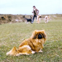 Picture of pekingese on a walk with group