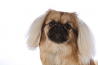 Picture of Pekingese portrait on white background