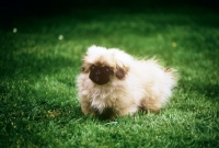 Picture of pekingese puppy from belnap kennels