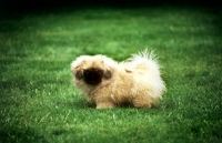 Picture of pekingese puppy from belnap kennels