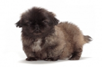 Picture of Pekingese puppy in studio