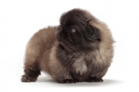 Picture of Pekingese puppy on white background, looking away