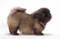 Picture of Pekingese puppy on white background, side view