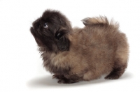 Picture of Pekingese puppy on white background, looking up