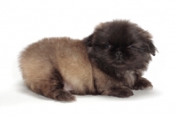 Picture of Pekingese puppy on white background