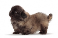 Picture of Pekingese puppy on white background, side view