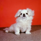 Picture of pekingese puppy