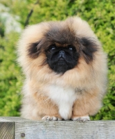 Picture of Pekingese puppy