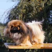 Picture of pekingese standing on a table for grooming