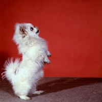 Picture of pekingese standing on hind legs