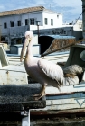 Picture of pelican in greece