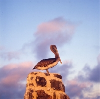 Picture of pelican in sunset, hood island, galapagos 