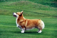 Picture of pembroke corgi,  