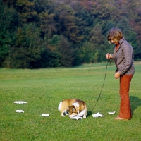 Picture of pembroke corgi doing a scent test with her owner