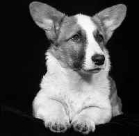 Picture of pembroke corgi head and shoulder shot