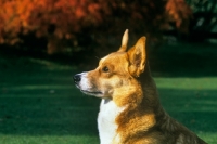 Picture of pembroke corgi, head study in profile 