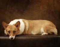 Picture of Pembroke Corgi in studio, brown background