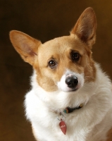 Picture of Pembroke Corgi in studio, head study