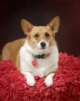 Picture of Pembroke Corgi in studio