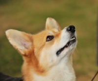 Picture of Pembroke Corgi looking up