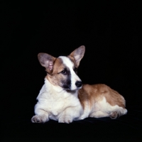 Picture of pembroke corgi lying