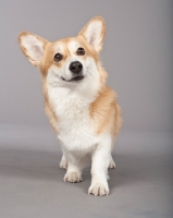 Picture of Pembroke Corgi on grey background