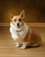 Picture of Pembroke Corgi on wooden floor