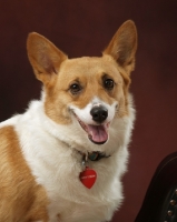 Picture of Pembroke Corgi portrait in studio