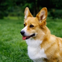 Picture of pembroke corgi, portrait