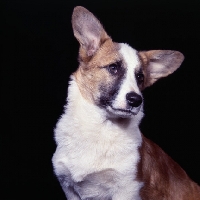 Picture of pembroke corgi portrait