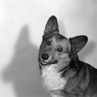 Picture of pembroke corgi portrait