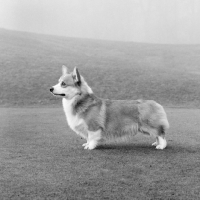 Picture of pembroke corgi posed