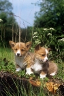 Picture of pembroke corgi puppies on a log in a garden