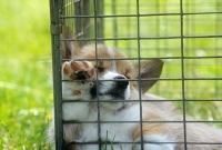 Picture of pembroke corgi puppy asleep in a  pen