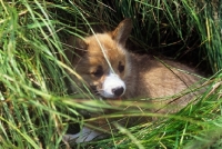 Picture of pembroke corgi puppy in long grass