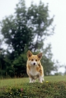 Picture of pembroke corgi puppy looking down