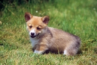 Picture of pembroke corgi puppy looking sweet