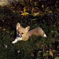 Picture of pembroke corgi puppy lying in shrubbery