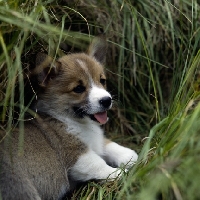 Picture of pembroke corgi puppy lying in long grass
