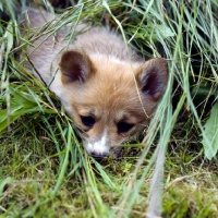 Picture of pembroke corgi puppy lying in long grass