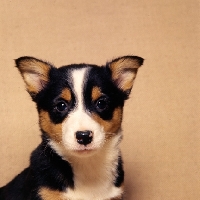 Picture of pembroke corgi puppy portrait
