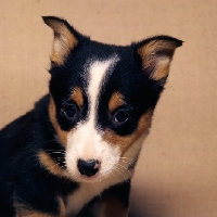 Picture of pembroke corgi puppy portrait